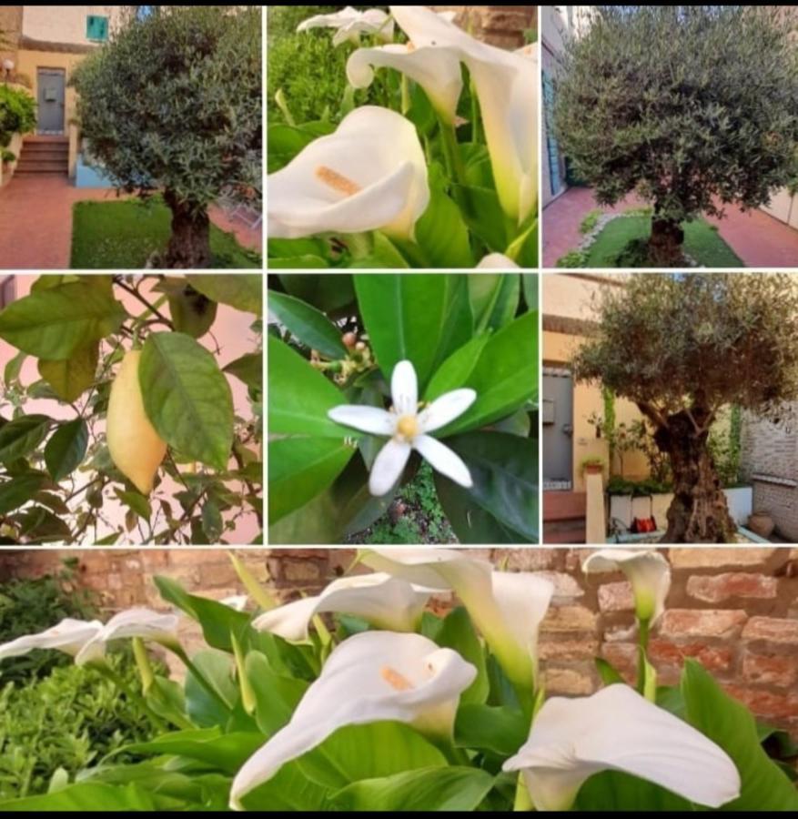 B&B La Chicca Равенна Экстерьер фото